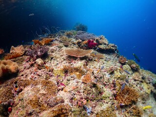 Tropical colourful underwater seascape in Raja Ampat 