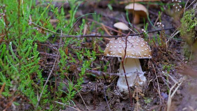 Eerie close-up of the infamous death cap mushroom (Amanita phalloides) emerging from the forest floor. Surrounded by decaying leaves and dappled light, this toxic beauty evokes mystery, danger
