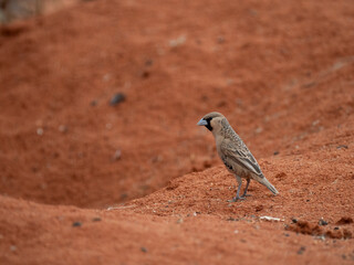 Kap-Borstenhörnchen (Xerus inauris)