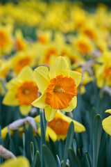 narcissus Pride of Lions in the spotlight
