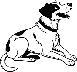 black and white dog