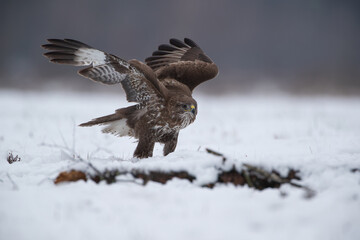 A buzzard spreading its wings on a snow-covered meadow