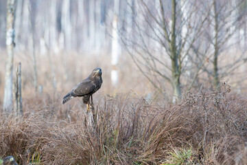 Find the second buzzard in the swamp