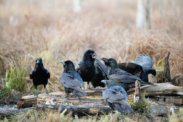 A flock of ravens on broken logs in the swamp