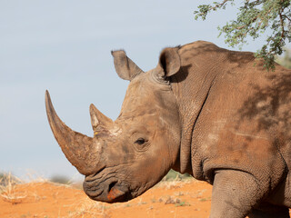 Breitmaulnashorn (Ceratotherium simum)