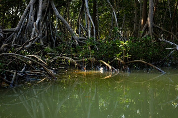 Peaceful river bank in a tropical mangrove forest.