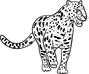 Jaguar hand drawn vector
