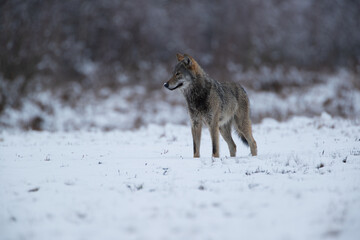 A watchful wik listening in a winter meadow