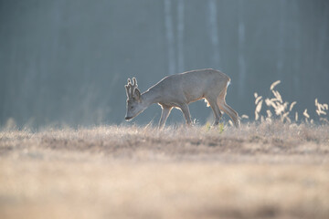 A roe deer on a beautiful sunny evening