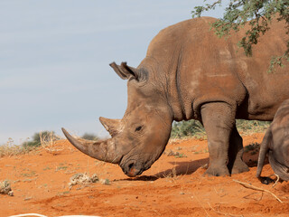 Breitmaulnashorn (Ceratotherium simum)