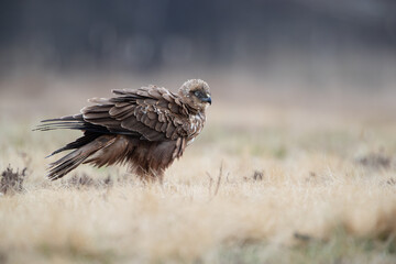 A ruffled, colorful bird of prey