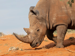 Breitmaulnashorn (Ceratotherium simum)
