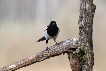 Magpie on a broken branch