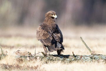 A spotted eagle sitting on a log on a sunny day