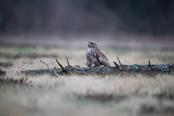 A buzzard sitting behind a broken log in a meadow