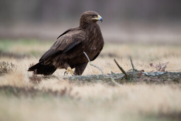 Lesser spotted eagle climbing a log