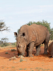 Obraz premium Breitmaulnashorn (Ceratotherium simum)