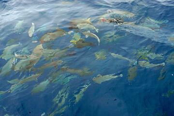 stingray at the water surface