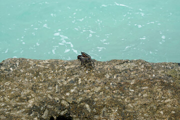 huge crab on a rock