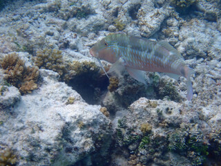 maldives sorkeling with colorful fish