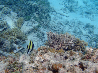 maldives sorkeling with colorful fish