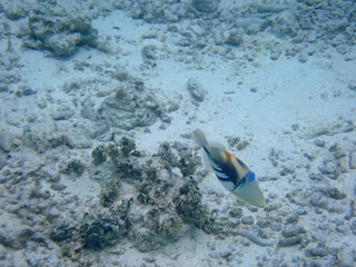 maldives sorkeling with colorful fish