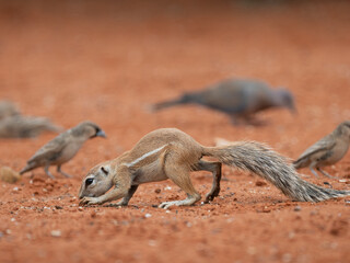 Kap-Borstenhörnchen (Xerus inauris)