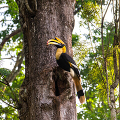 The great Indian Hornbill sitting on a tree 