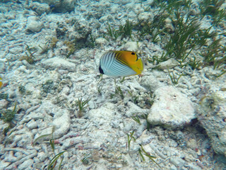 maldives sorkeling with colorful fish