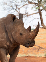 Obraz premium Breitmaulnashorn (Ceratotherium simum)