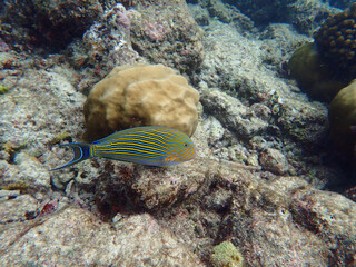 maldives sorkeling with colorful fish