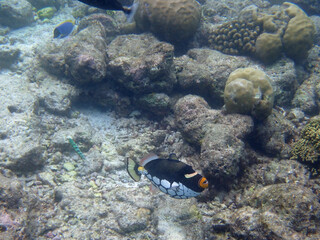 maldives sorkeling with colorful fish