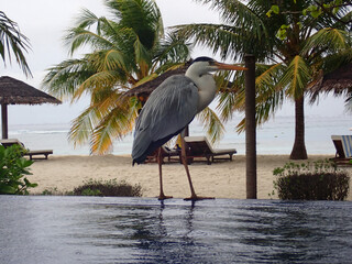 grey heron standing at a swimming pool on the maldives