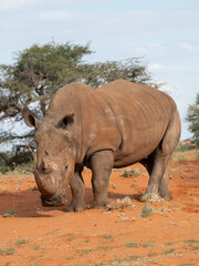 Fototapeta premium Breitmaulnashorn (Ceratotherium simum)