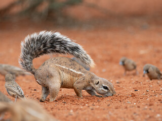 Kap-Borstenhörnchen (Xerus inauris)