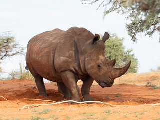 Obraz premium Breitmaulnashorn (Ceratotherium simum)