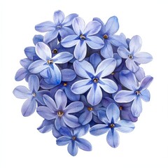 Violet wildflower depicted in watercolor, ideal for isolated floral designs on wedding and greeting cards