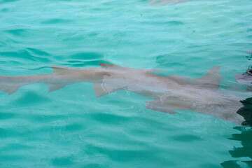 Obraz premium huge shark at the ocean surface