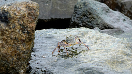 huge crab on a rock
