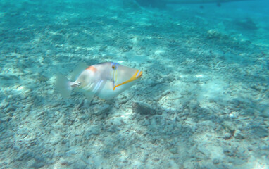 maldives sorkeling with colorful fish