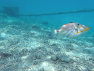 maldives sorkeling with colorful fish