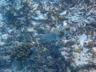 maldives sorkeling with colorful fish