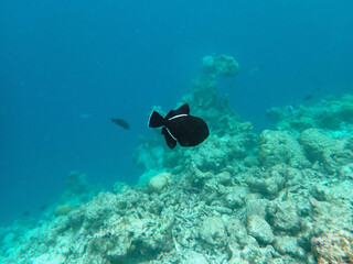 maldives sorkeling with colorful fish
