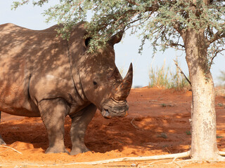 Breitmaulnashorn (Ceratotherium simum)