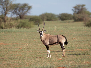Spie&szlig;bock (Oryx gazella)