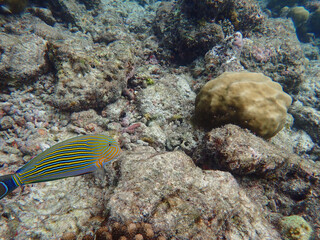 maldives sorkeling with colorful fish