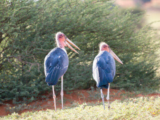Marabu (Leptoptilos crumeniferus)