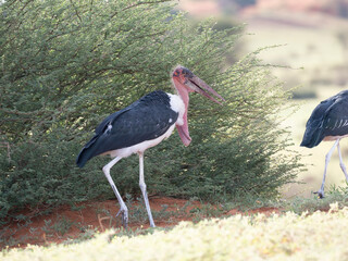 Marabu (Leptoptilos crumeniferus)