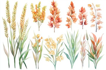 Agriculture harvesting wholegrain product, realistic cereal plant, seeds, oats isolated watercolor painting, oat grains