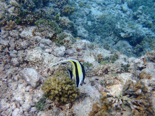 maldives sorkeling with colorful fish